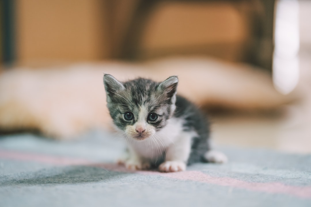 Pink Kitty: The Ultimate Feline Fashion Icon